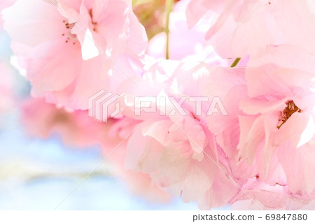 Yae Benio Oshima Sakura Yaebenio Shimazakura A voluminous cherry blossom Yae Benio Oshima Sakura Yaebenio Shimazakura A voluminous cherry blossom 69847880