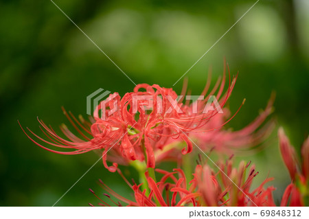 Cluster amaryllis Cluster amaryllis 69848312