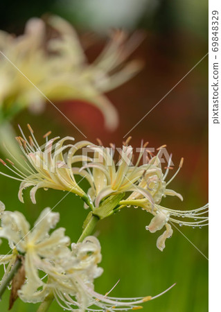 群集孤挺花 69848329