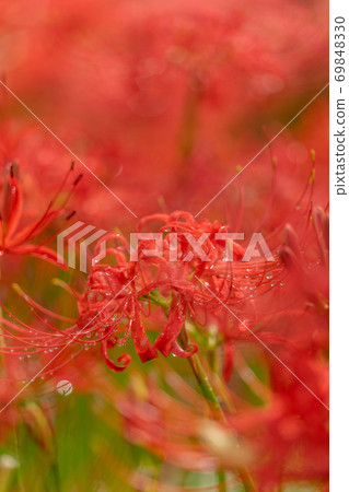 群集孤挺花 69848330