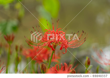 Cluster amaryllis 69848337