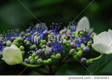 繡球 繡球 69848463