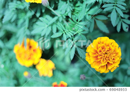 Shimizu Park Flower Fantasia Shimizu Park Flower Fantasia 69848933