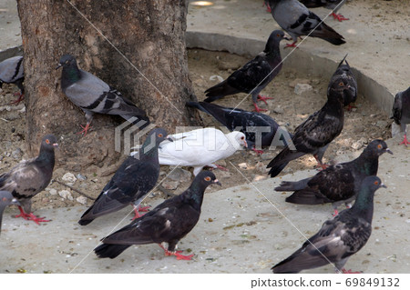 A white pigeon walks on the street between the dark pigeons. The only white dove among the black birds. A white pigeon walks on the street between the dark pigeons. The only white dove among the black birds. 69849132
