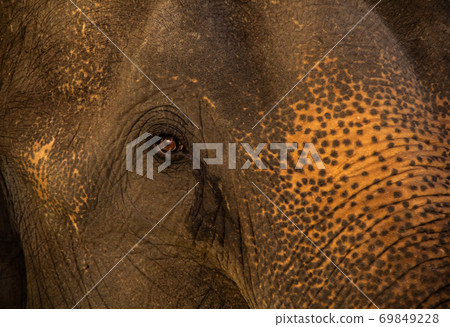 close up elephant 69849228