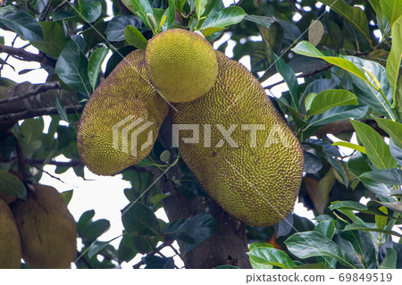 Close-up of several jackfruits (Artocarpus heterophyllus) 69849519