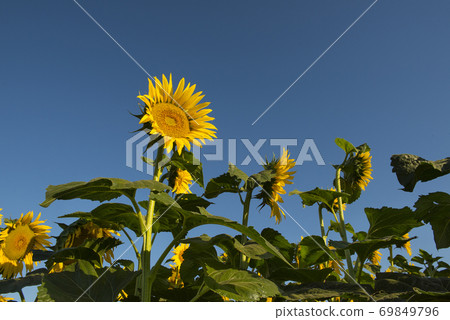 Sunflower plantation.La Pampa Argentina Sunflower plantation.La Pampa Argentina 69849796