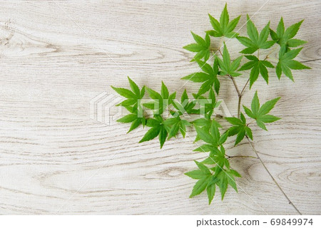 Green maple as a material with natural white wood grain 69849974