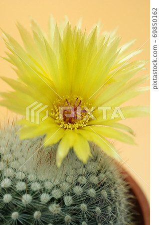 Beautiful flower cactus Ginkomachi 69850162