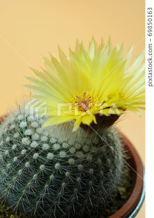 Beautiful flower cactus Ginkomachi 69850163