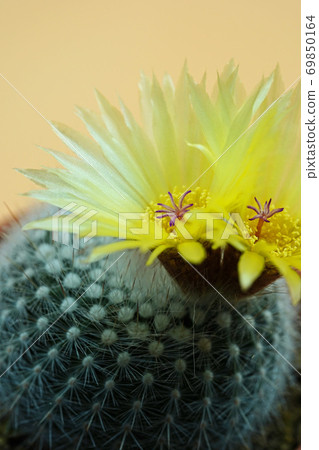 Beautiful flower cactus Ginkomachi Beautiful flower cactus Ginkomachi 69850164