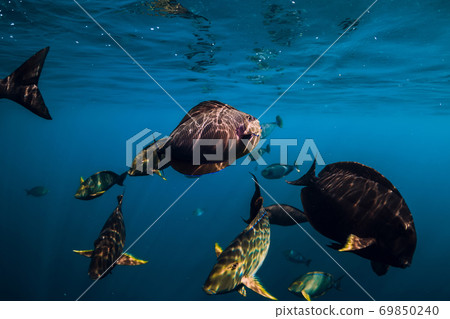School of tropical fish in blue ocean. Underwater sea world with fishes. 69850240