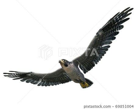 Peregrine Falcon 3d illustration isolated on white background Peregrine Falcon 3d illustration isolated on white background 69851004