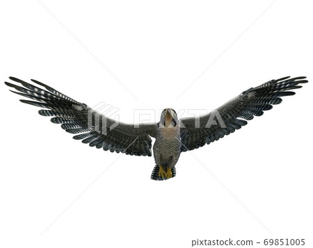 Peregrine Falcon 3d illustration isolated on white background 69851005
