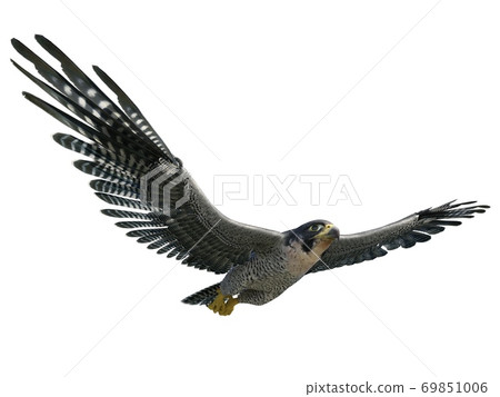 Peregrine Falcon 3d illustration isolated on white background 69851006