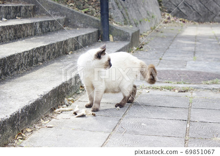 Okinawa Park Cat 69851067