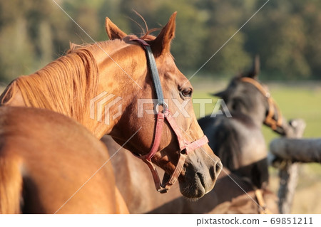 A mare with young horses in the pasture 69851211