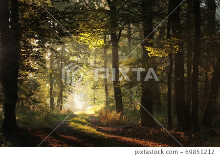 Forest path on a misty early autumn morning 69851212