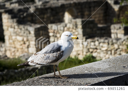Black Sea Seagull resting on the edge of the wall Black Sea Seagull resting on the edge of the wall 69851261