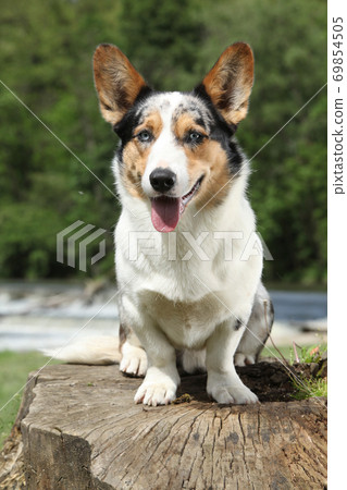 Amazing Welsh Corgi Cardigan 69854505