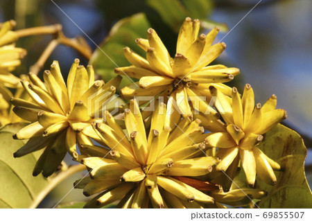 Kamburenboku的果實 69855507