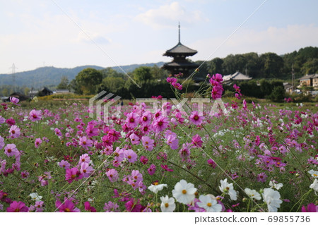 Cosmos on October 27, 2019 at Hokiji Temple in Ikaruga Town, Nara Prefecture 69855736