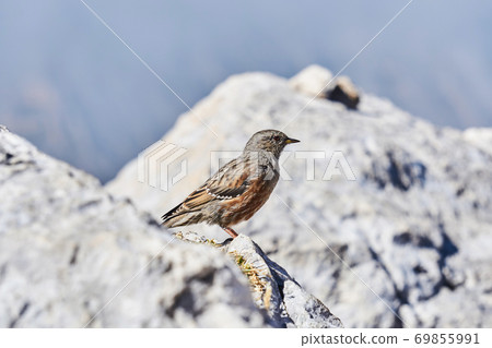 small bird alpine accentor on white stones on a blurred background small bird alpine accentor on white stones on a blurred background 69855991