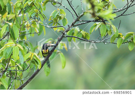 Collared Aracari, Pteroglossus torquatus, bird with big bill. Costarica forest. 69856901