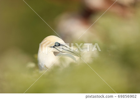 Northern gannet, detail head portrait of sea bird in beautifull morning light, with nature green plant bakground , Helgoland, Germany. Morus bassanus Northern gannet, detail head portrait of sea bird in beautifull morning light, with nature green plant bakground , Helgoland, Germany. Morus bassanus 69856902