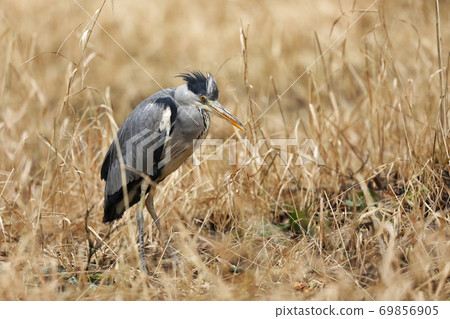 Grey Heron - Ardea cinerea, large common gray heron from lakes and rivers, Czech republic Grey Heron - Ardea cinerea, large common gray heron from lakes and rivers, Czech republic 69856905