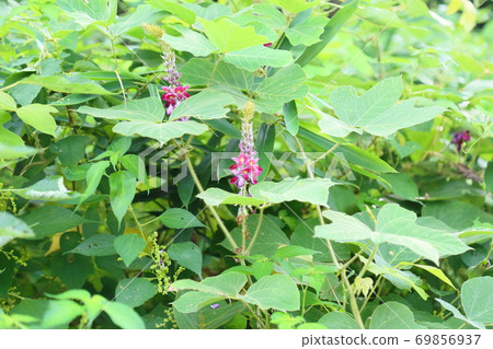 猩紅色的花朵 69856937
