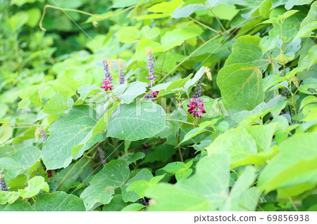 Scarlet flowers 69856938