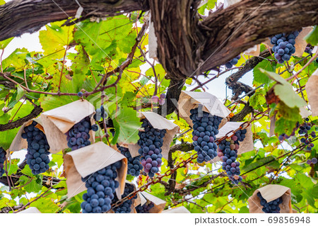 （山梨縣）三坂町葡萄園葡萄東方之星 69856948