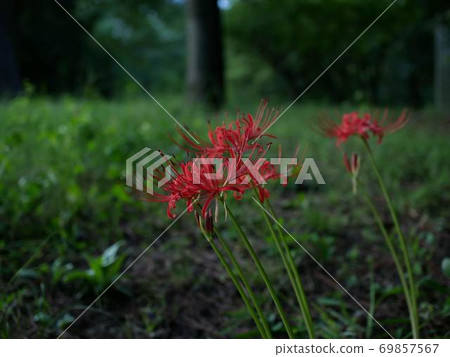 Cluster amaryllis Cluster amaryllis 69857567