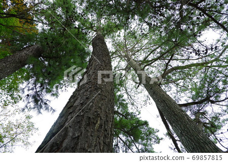 A pine forest A pine forest 69857815
