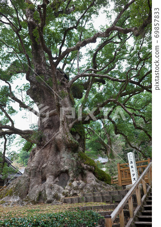 Gamo's Great Kusunoki 69857833