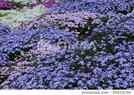 Moss phlox with gentle colors Moss phlox with gentle colors 69858206