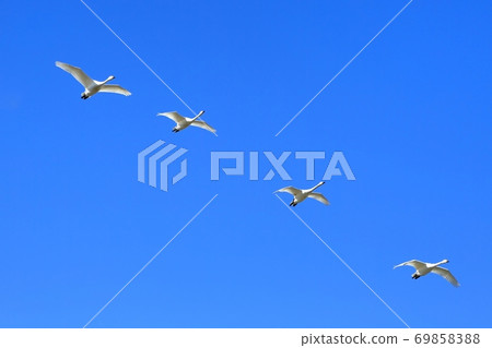 天鵝在安zu野/遊樂場 69858388