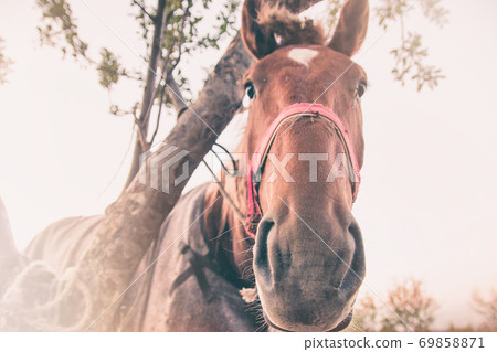 Funny portrait of a red horse beside the tree Funny portrait of a red horse beside the tree 69858871