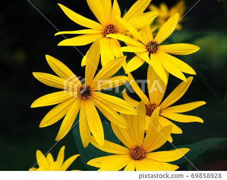 Jerusalem artichoke 69858928