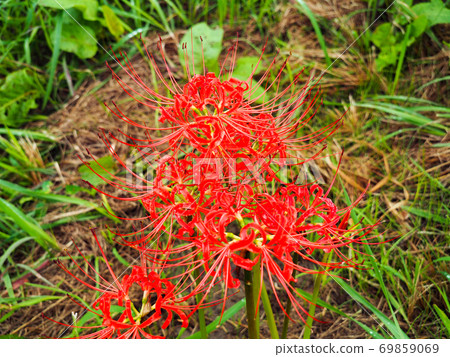 Cluster amaryllis on the Arakawa riverbed 69859069