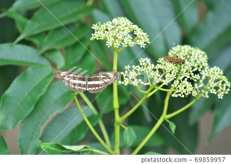 Many insects gather in the flowers of Zanthoxylum lanceolata, taken in September 69859957