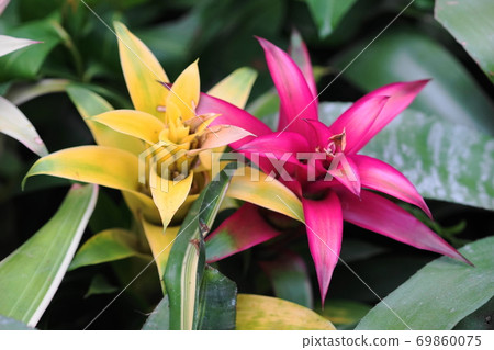 九月相模原32 Guzmania 菠蘿家族 熱帶花園 縣相模原公園 照片素材 圖片 圖庫