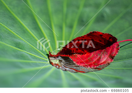 Aoba and autumn leaves 69860105