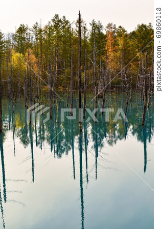 Biei's blue pond in autumn 69860118
