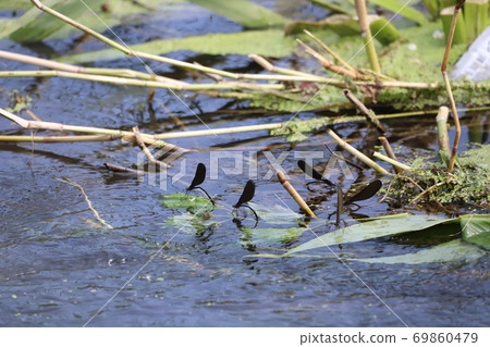 Dragonfly on the waterfront 69860479