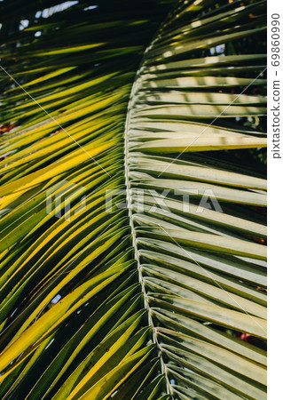 Tree leaves as floral nature background of vegetation 69860990