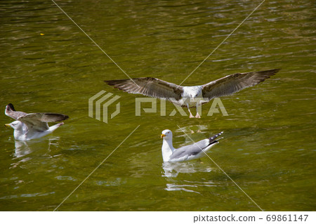 Seagulls are on and over pond waters in a park 69861147