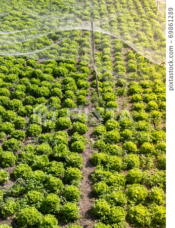 Spring field growing sprouted agricultural crops 69861289