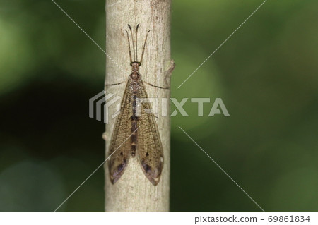 Creatures, insects, antlion, thickets in September. Do you want to stop at a thin tree and wait for the night? 69861834